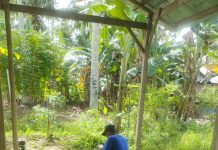 Kades Sampaga Bantah Keras Adanya Proyek Kandang Ayam Yang Tidak Dikerjakan Dan Fiktif.