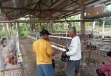 Dana Ketahanan pangan Desa Sampaga Fokus Keternak Ayam Petelur