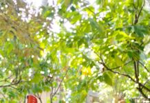 Petani Milenial Desa Salubarana, Muhammad Padil,Kembangkan Usaha Hortikultura Di kabupaten Mamuju.