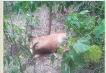 Warga Saluleang Kel.Bebanga Kec.Kalukku Mamuju,Resah Sapi Peliharaan Mereka Tewas akibat Racun