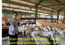 Ekspor Domba Garut Merambah ke Uni Emirat Arab