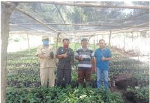 UPTD BPSPMBP Sulbar,Tinjau Lokasi Pembibitan Kelapa Dalam Dan Bibit Kopi.
