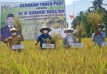 *SDK Gelar Bintek Dirangkaikan Panen Perdana Padi Dikec.Papalang Mamuju*