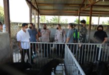 Menambah Wawasan Anggota Satgas Binmas Noken, Tim Supervisi Menyampangi Peternak Babi