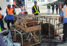 Satgas Ops Damai Cartenz Bantu 30 Ekor Bibit Babi Untuk Masyarakat Yahukimo