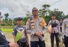 Kapolres Yahukimo,AKBP Deni Herdiana,SE,SH Pimpin Program Kasuari Penanaman Bibit Padi Dikampung Moruku Jl. Poros Logpon KM.9