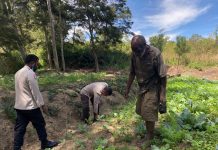 Cek Lahan Pertanian Sayur Dikampung Parema Distrik Wesaput,Satgasres Binmas Noken ODC-2022 Kab Jaya Wijaya Kembangkan Program Kasuari.