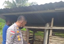 Tingkatka Program Kasuari Satgasres Binmas Ops Damai Cartenz Cek Ternak Milik Bapak Imiron Tabuni