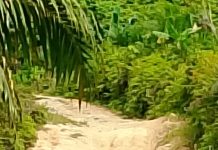 Extrimnya Jalanan Menuju Sekolah SDN Lewannung Terpencil Di Dusun Lewannung Kecamatan Tommo Mamuju.