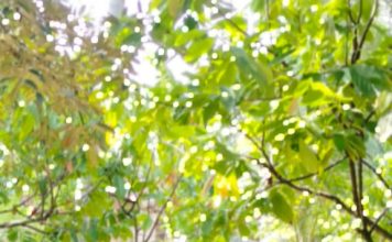 Petani Milenial Desa Salubarana, Muhammad Padil,Kembangkan Usaha Hortikultura Di kabupaten Mamuju.
