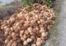 Industri Rumahan Kopra Dan Arang Tempurung Hidupkan Ekonomi Warga Pangalloang