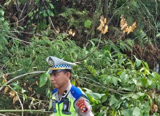 Ditlantas Polda Sulbar Evakuasi Pohon Dan Tiang Lampung Yang Tumbang Akibat Hujan Disertai Angin Tadi Shubuh.