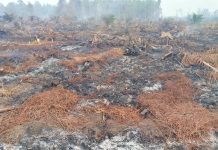 Karhutla Tak Terkendali, Semua Pihak Turun Tangan,Masyarakat Minta Pertolongan